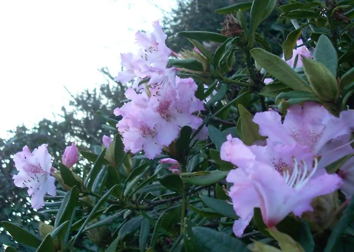 D'hotes A La Ferme Des Gosselins B&B Teurtheville-Bocage