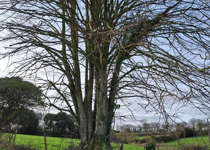 Couette-café D'hotes A La Ferme Des Gosselins
